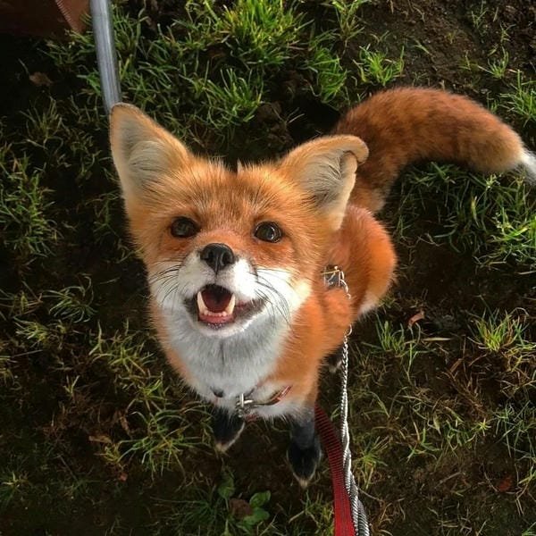 Album 265+ hình ảnh con cáo cute chuẩn HD ngọt ngào hết nấc 16 hình ảnh con cáo cute 16