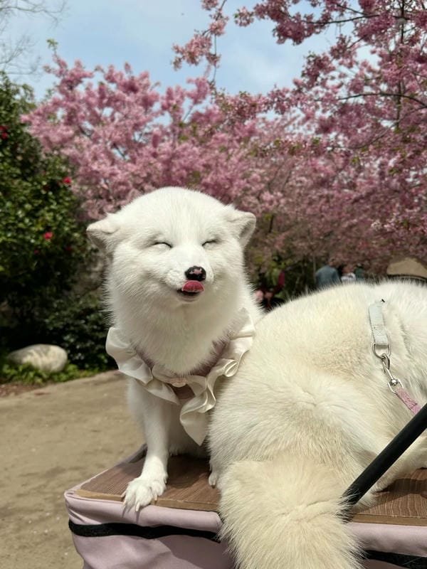 Album 265+ hình ảnh con cáo cute chuẩn HD ngọt ngào hết nấc 17 hình ảnh con cáo cute 17