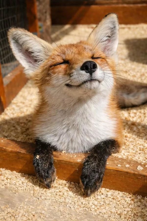 Album 265+ hình ảnh con cáo cute chuẩn HD ngọt ngào hết nấc 2 hình ảnh con cáo cute 2