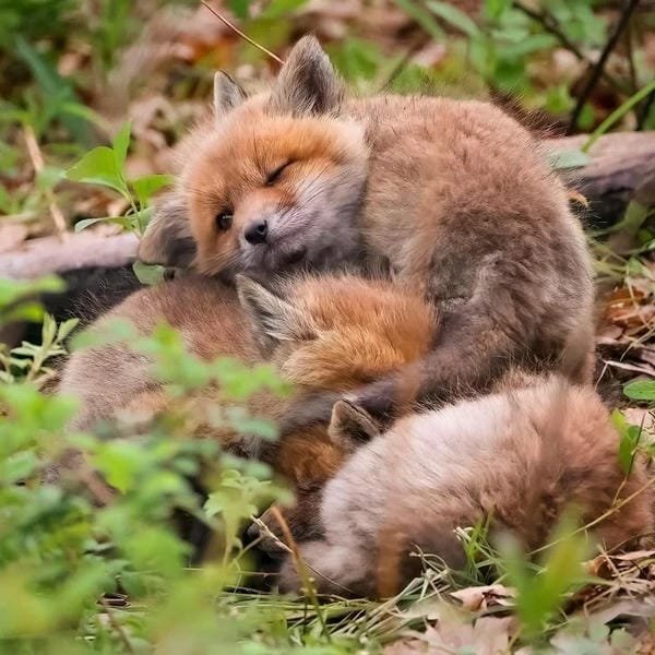 Album 265+ hình ảnh con cáo cute chuẩn HD ngọt ngào hết nấc 21 hình ảnh con cáo cute 21