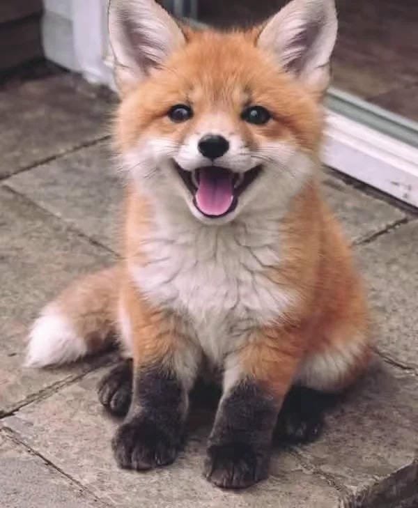 Album 265+ hình ảnh con cáo cute chuẩn HD ngọt ngào hết nấc 3 hình ảnh con cáo cute 3