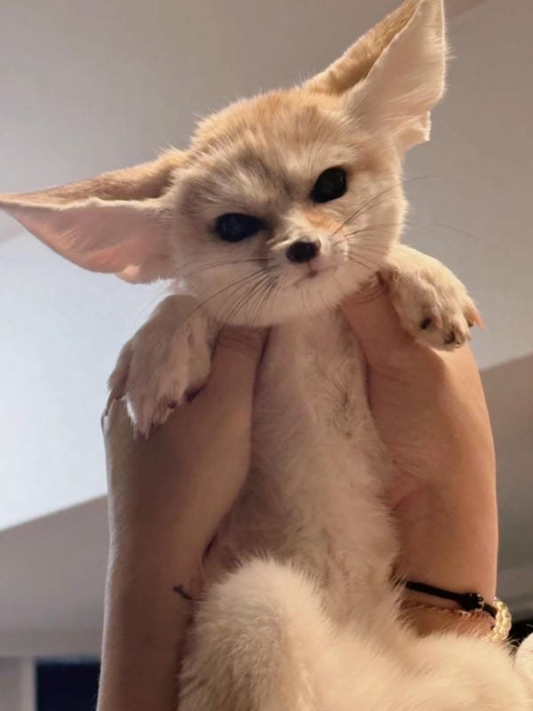Album 265+ hình ảnh con cáo cute chuẩn HD ngọt ngào hết nấc 9 hình ảnh con cáo cute 9