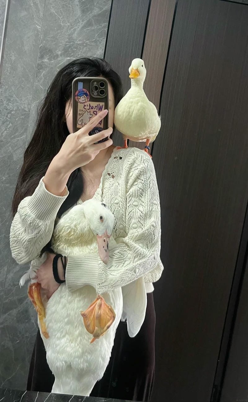 145+ Hình ảnh con vịt ngộ nghĩnh với đủ biểu cảm siêu cưng 20 hình ảnh con vịt 17