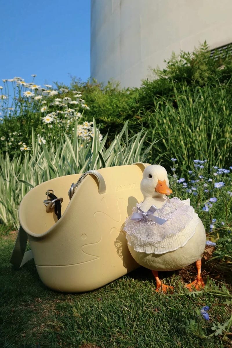 145+ Hình ảnh con vịt ngộ nghĩnh với đủ biểu cảm siêu cưng 29 hình ảnh con vịt cute