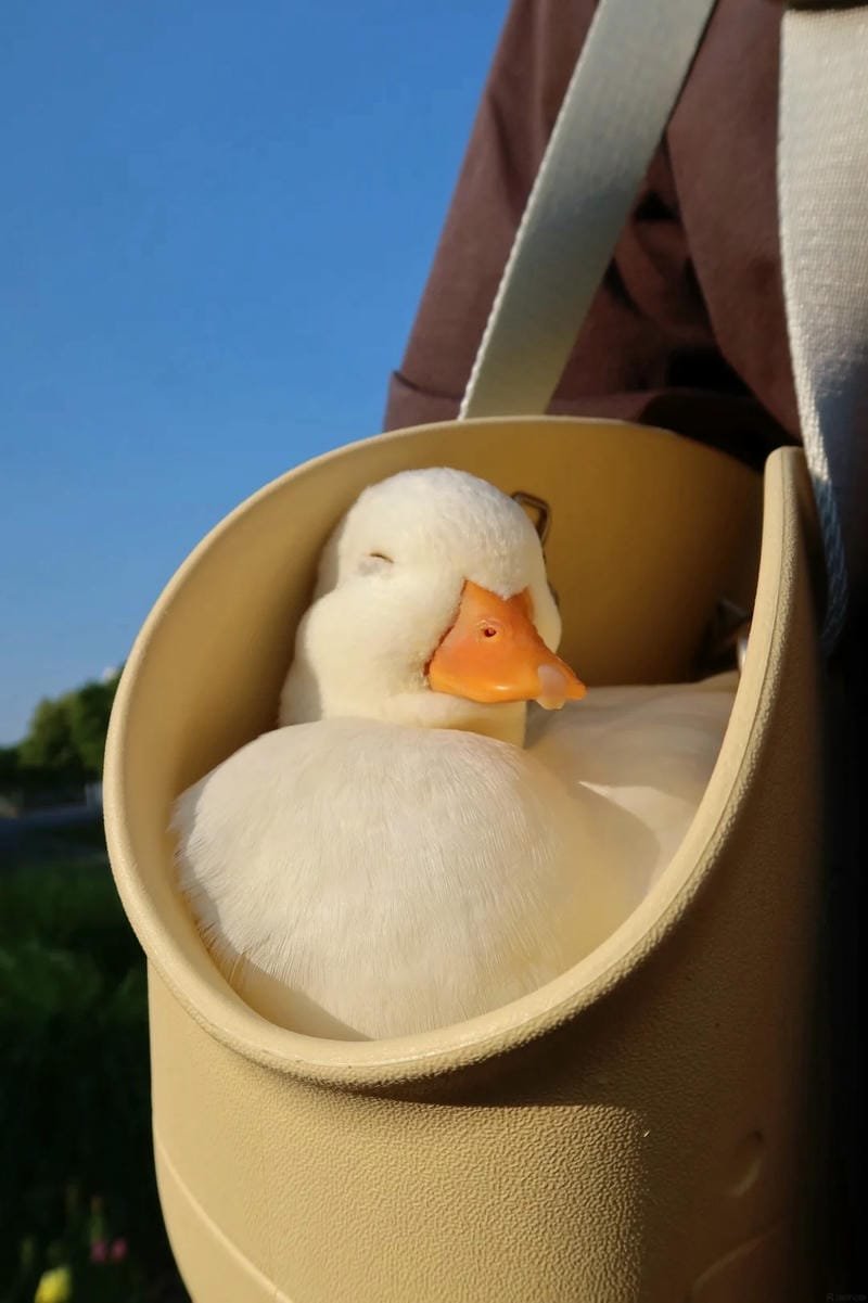 145+ Hình ảnh con vịt ngộ nghĩnh với đủ biểu cảm siêu cưng 30 hình ảnh con vịt vàng cute