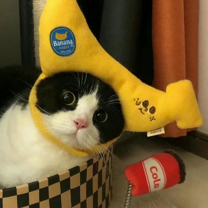 hình ảnh cute vô tri