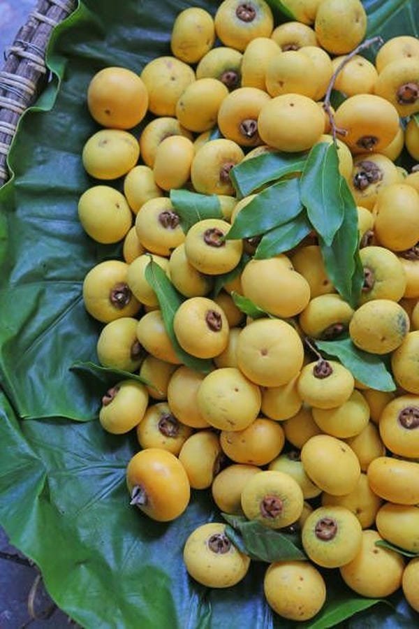 275+ Hình ảnh quả thị đẹp vàng óng nổi bật giữa thiên nhiên 1 hình ảnh quả thị đẹp 1