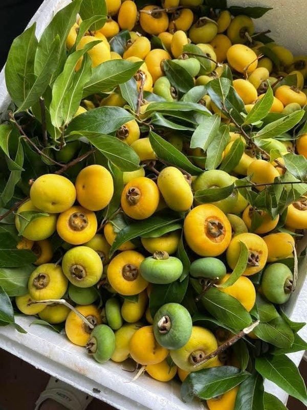 275+ Hình ảnh quả thị đẹp vàng óng nổi bật giữa thiên nhiên 17 hình ảnh quả thị đẹp 17