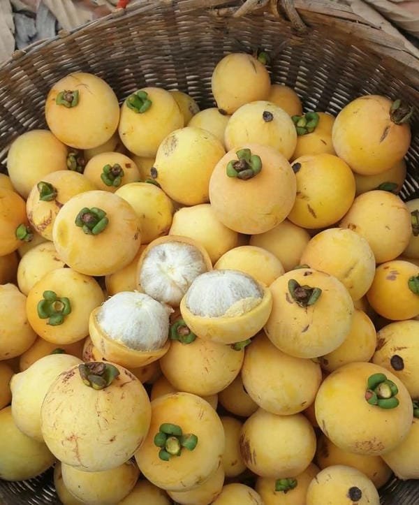 275+ Hình ảnh quả thị đẹp vàng óng nổi bật giữa thiên nhiên 18 hình ảnh quả thị đẹp 18