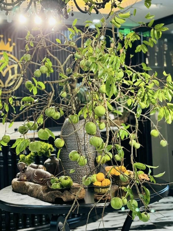 275+ Hình ảnh quả thị đẹp vàng óng nổi bật giữa thiên nhiên 4 hình ảnh quả thị đẹp 4