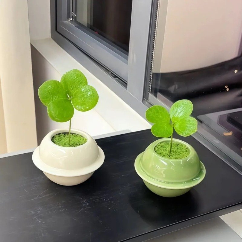 ảnh cỏ 4 lá 11
