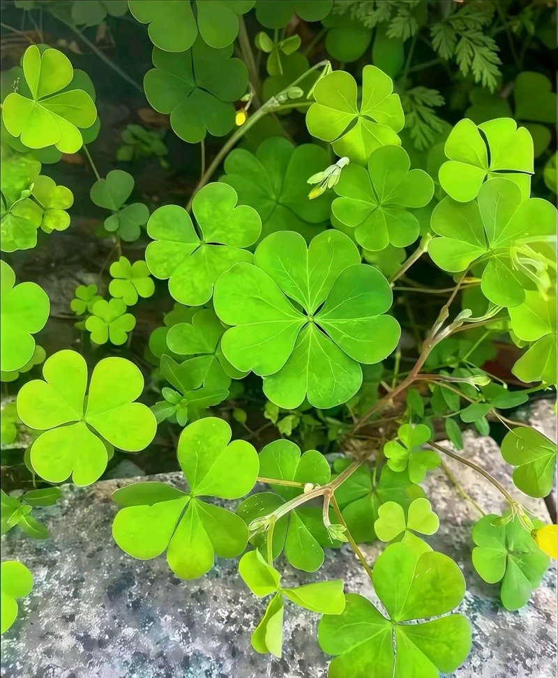 ảnh cỏ 4 lá 18