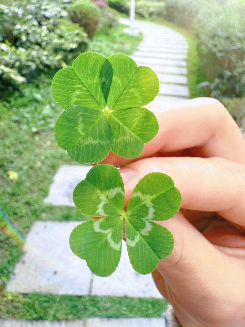 ảnh cỏ 4 lá 27