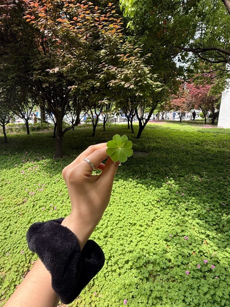 ảnh cỏ 4 lá 29