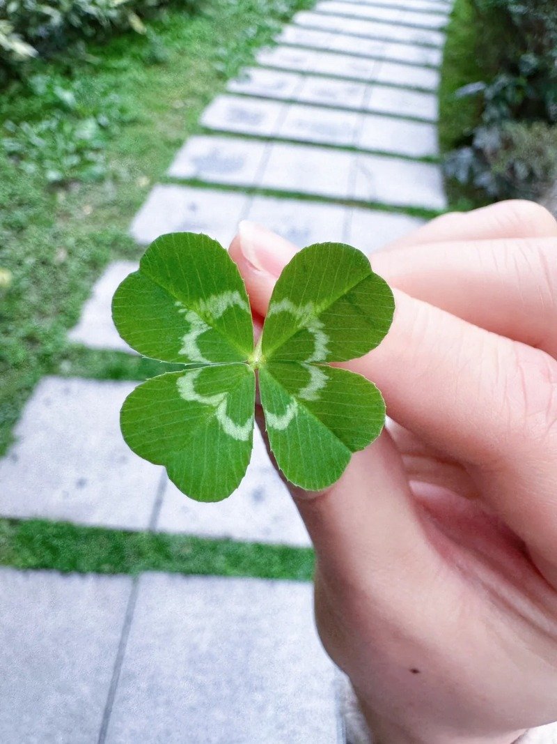 ảnh cỏ 4 lá 7