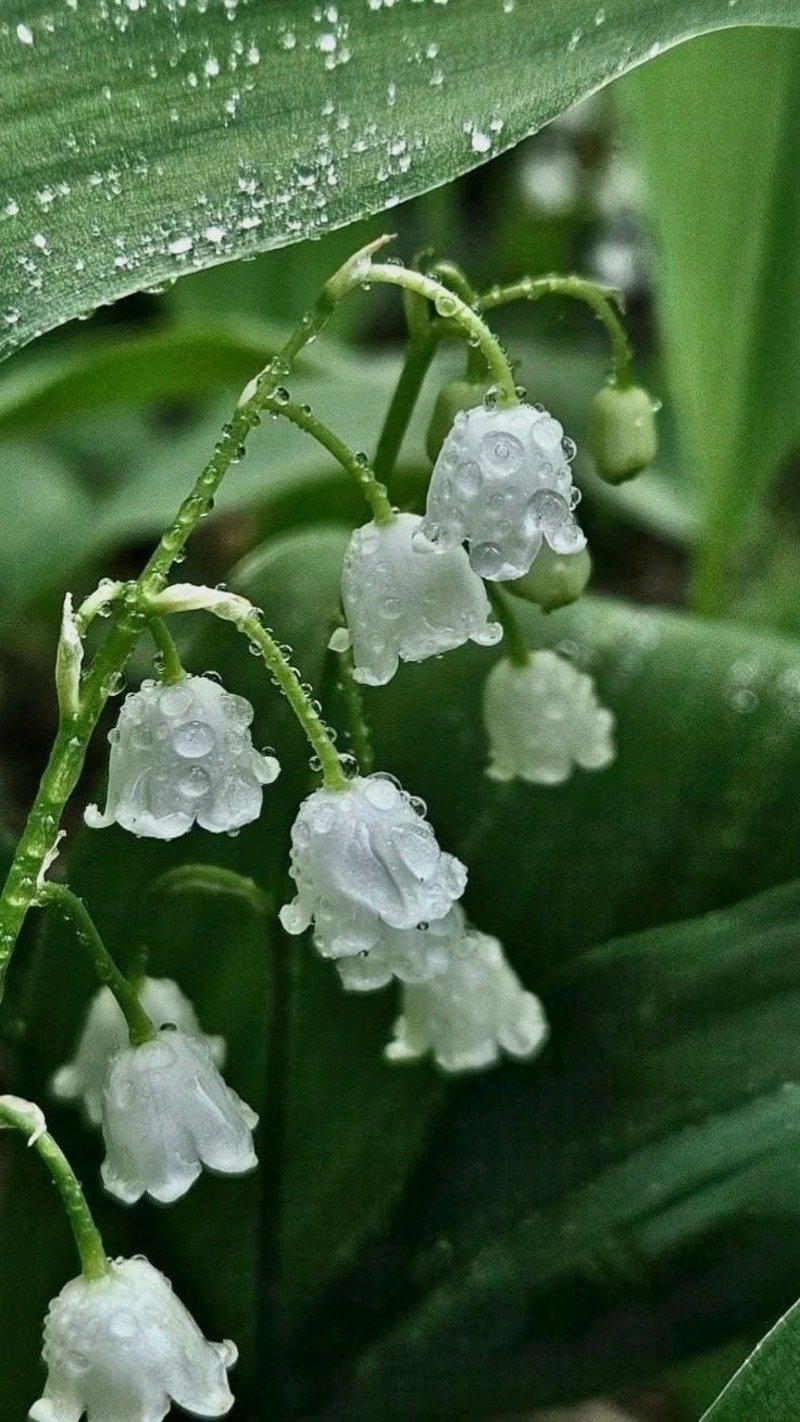 ảnh hoa linh lan 1