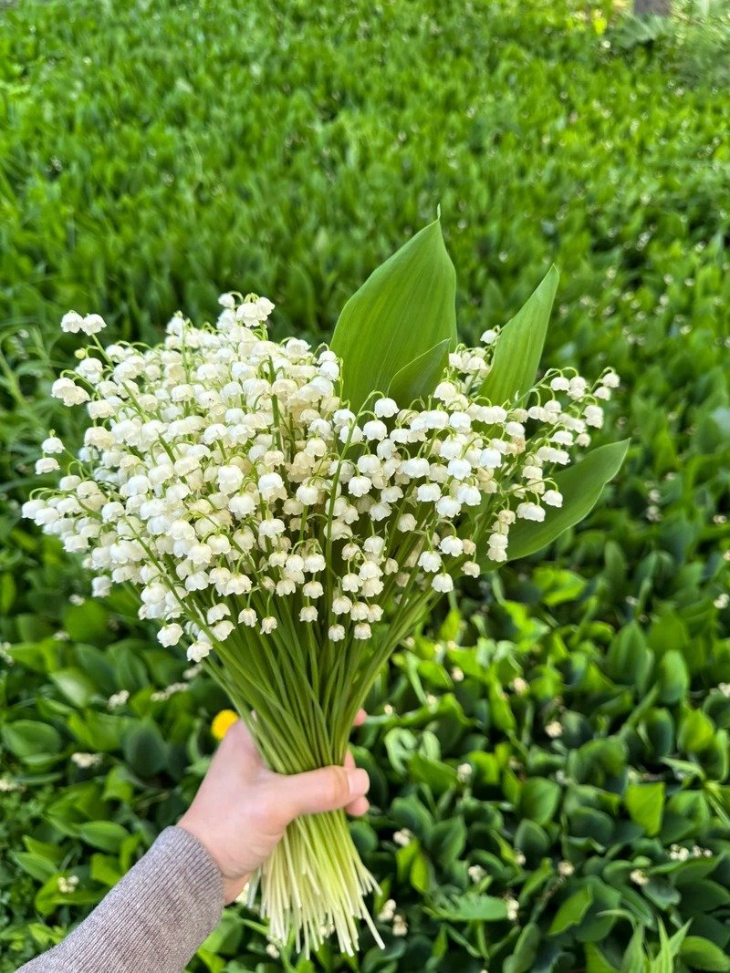 ảnh hoa linh lan 2